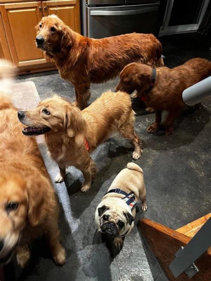 
31 dogs rescued from China dog meat farm arrive in US after year wait 