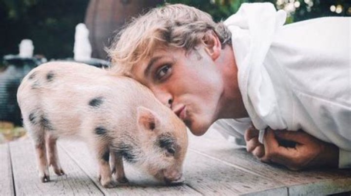 
What pets does Logan Paul have? YouTuber’s pig Pearl found sick after allegedly being abandoned 